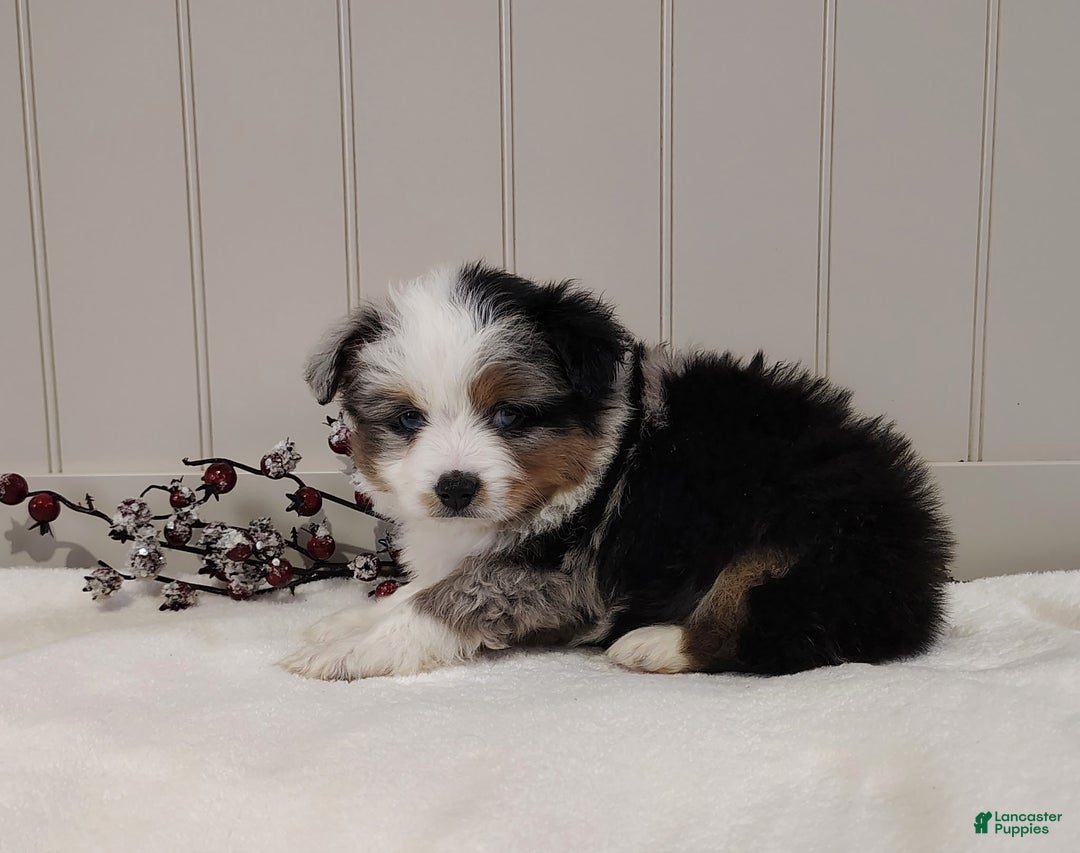 Miniature Australian Shepherd dogs for sale: Miniature Australian Shepherd Puppy 3 - Ad 3