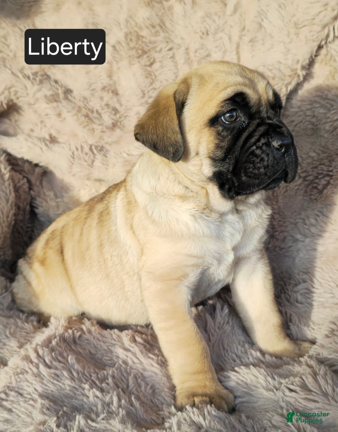 Cane Corso dogs for sale: Liberty  - Ad 2