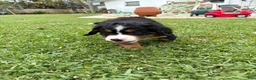 Bernese Mountain Dog dogs for sale: Bernese Mountain Dog 1 - Ad 29