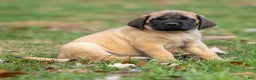 English Mastiff dogs for sale: Rusty - Ad 2