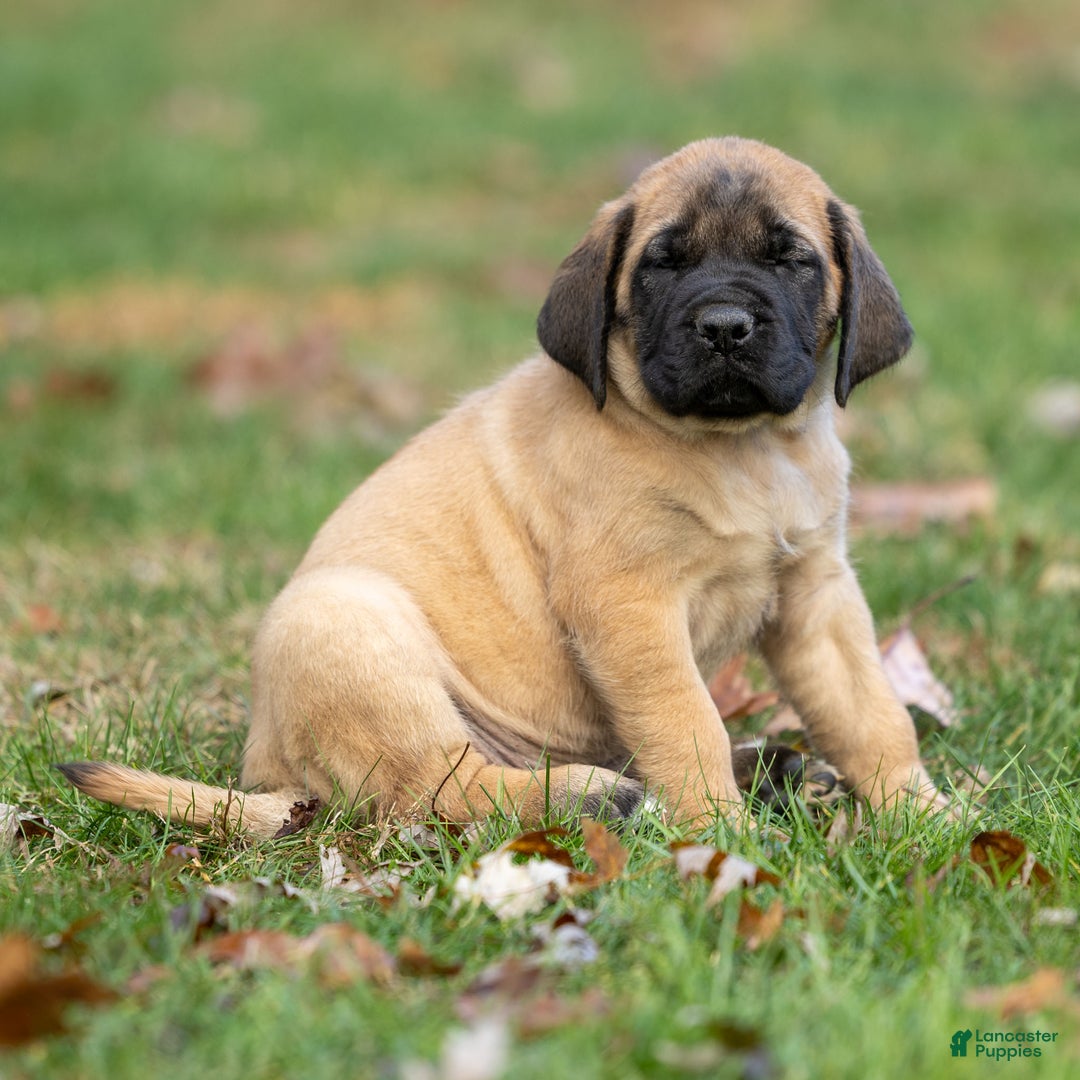 English Mastiff dogs for sale: Rusty - Ad 2