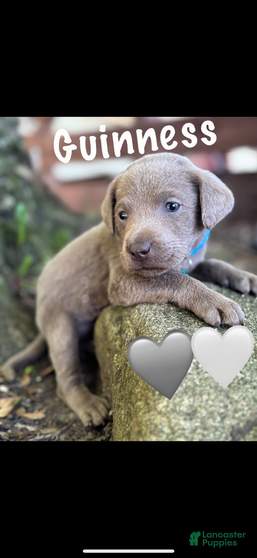 Labrador Retriever dogs Labrador Retriever 1 - Ad 1
