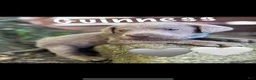 Labrador Retriever dogs for sale: Labrador Retriever 1 - Ad 1