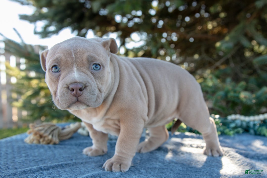 American Bully dogs for sale: Haven - Ad 3