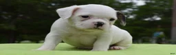 Mixed Breed dogs for sale: Milo f1b Frenchton hybrid  - Ad 20