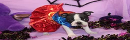 Boston Terrier dogs for sale: Kiki the Little Firecracker - Ad 3