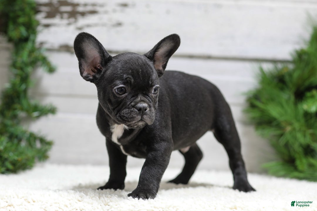 French Bulldog dogs for sale: Casper - Ad 6