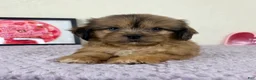 Shihpoo dogs for sale: Damian - Ad 4