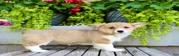 Welsh Corgi Pembroke dogs for sale: Roxy - Ad 7