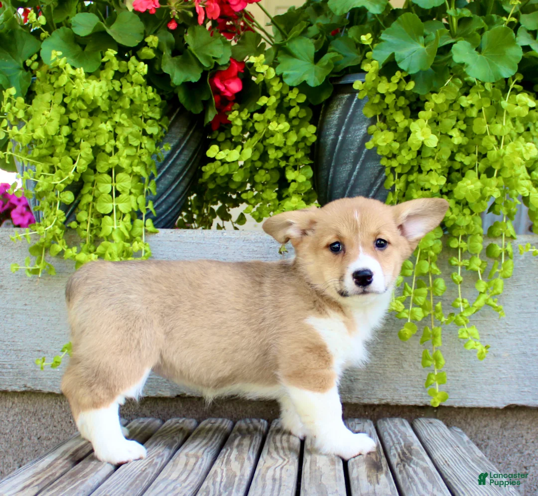 Welsh Corgi Pembroke dogs for sale: Roxy - Ad 7