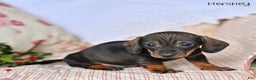 Miniature Dachshund dogs for sale: Hershey  - Ad 2