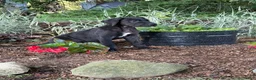 Great Dane dogs for sale: Pam Great Dane  - Ad 12