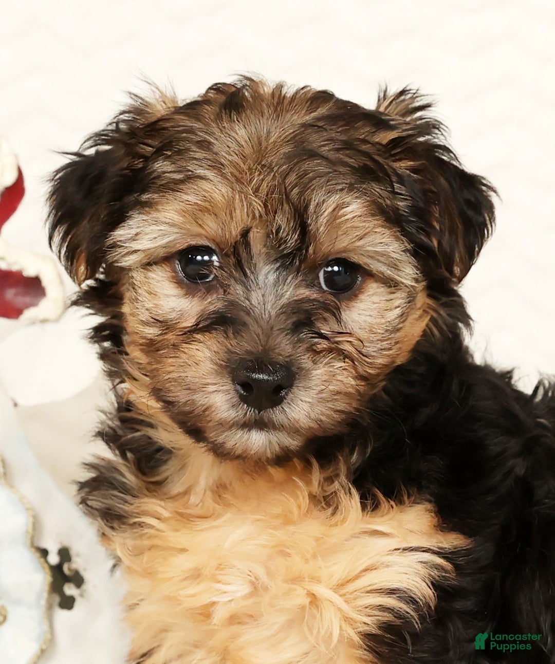 Yorkiepoo dogs for sale: Remi  3lbs - Ad 9