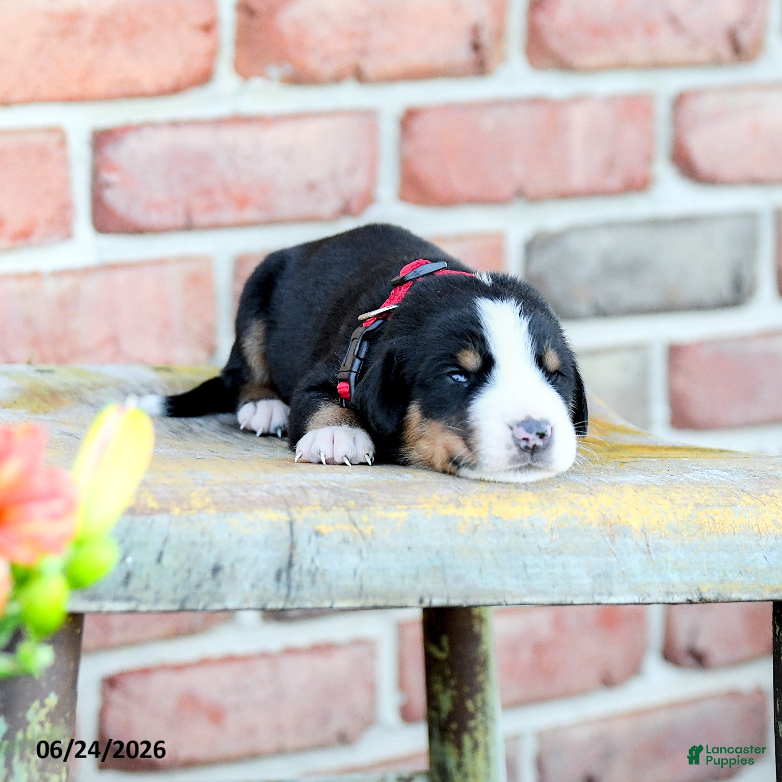 Greater Swiss Mountain Dog dogs Verena - Ad 1