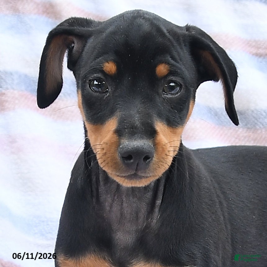 Miniature Pinscher dogs Cody - Ad 2