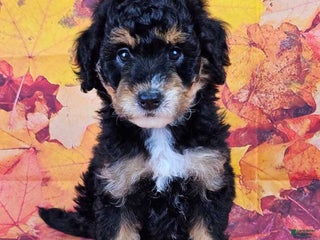 Mini Sheepadoodle dogs - Ad 9