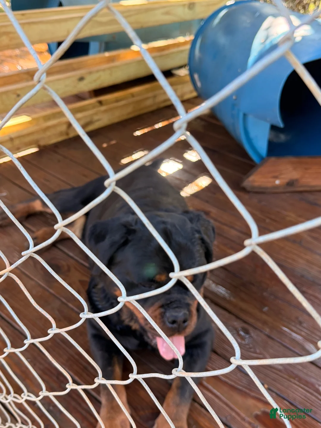 Rottweiler dogs for sale: Rottweiler 3 - Ad 3