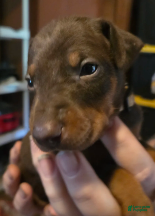 Doberman Pinscher dogs Bruno - Ad 2