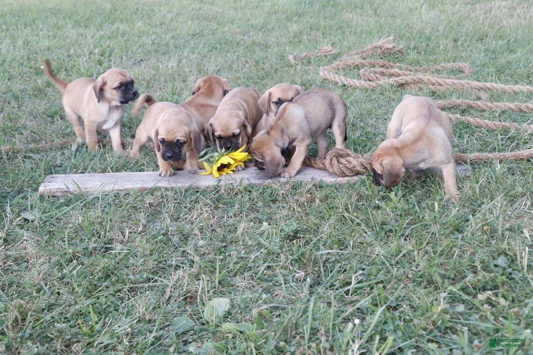 Puggle dogs for sale: Alice - Ad 5