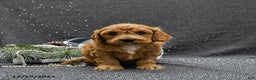 Cavapoo dogs for sale: Poppy - Ad 4