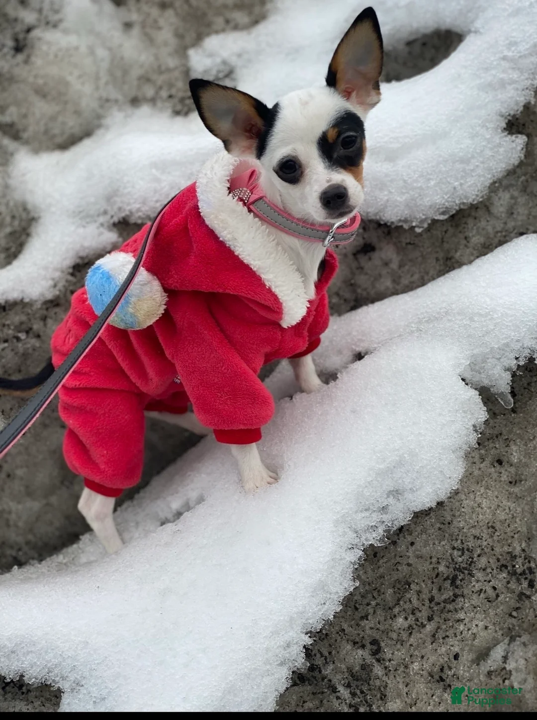 Pomchi dogs for sale: Pomchi Puppy 6 - Ad 3