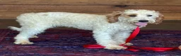 Labradoodle dogs for sale: Patty - Ad 4