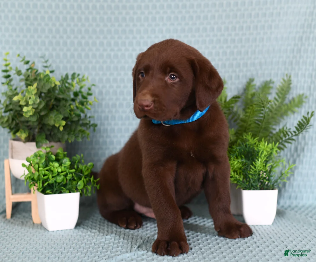 Labrador Retriever dogs for sale: Labrador Retriever Chase - Ad 3