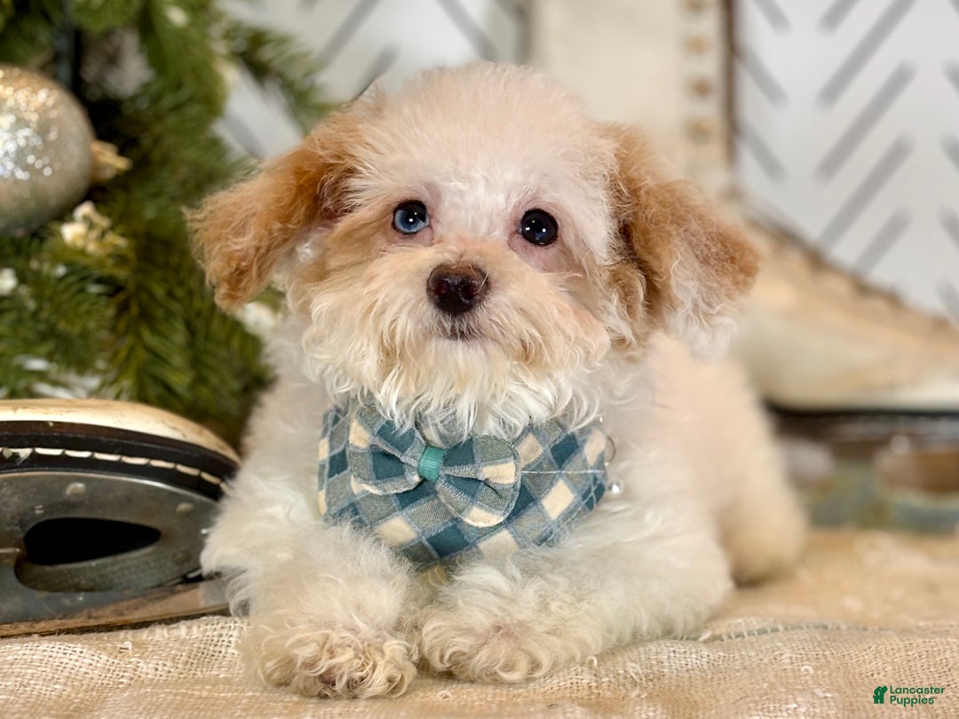 Toy Poodle dogs for sale: Blizzard - Ad 6