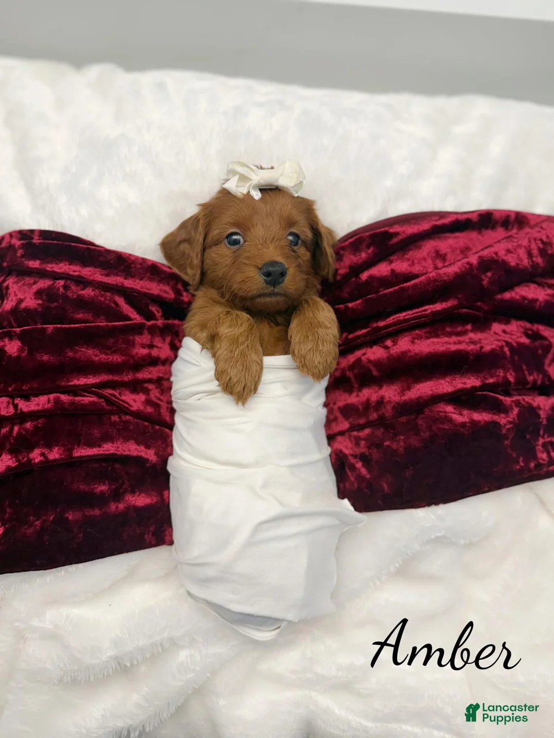 Mini Goldendoodle dogs for sale: Amber - Ad 2