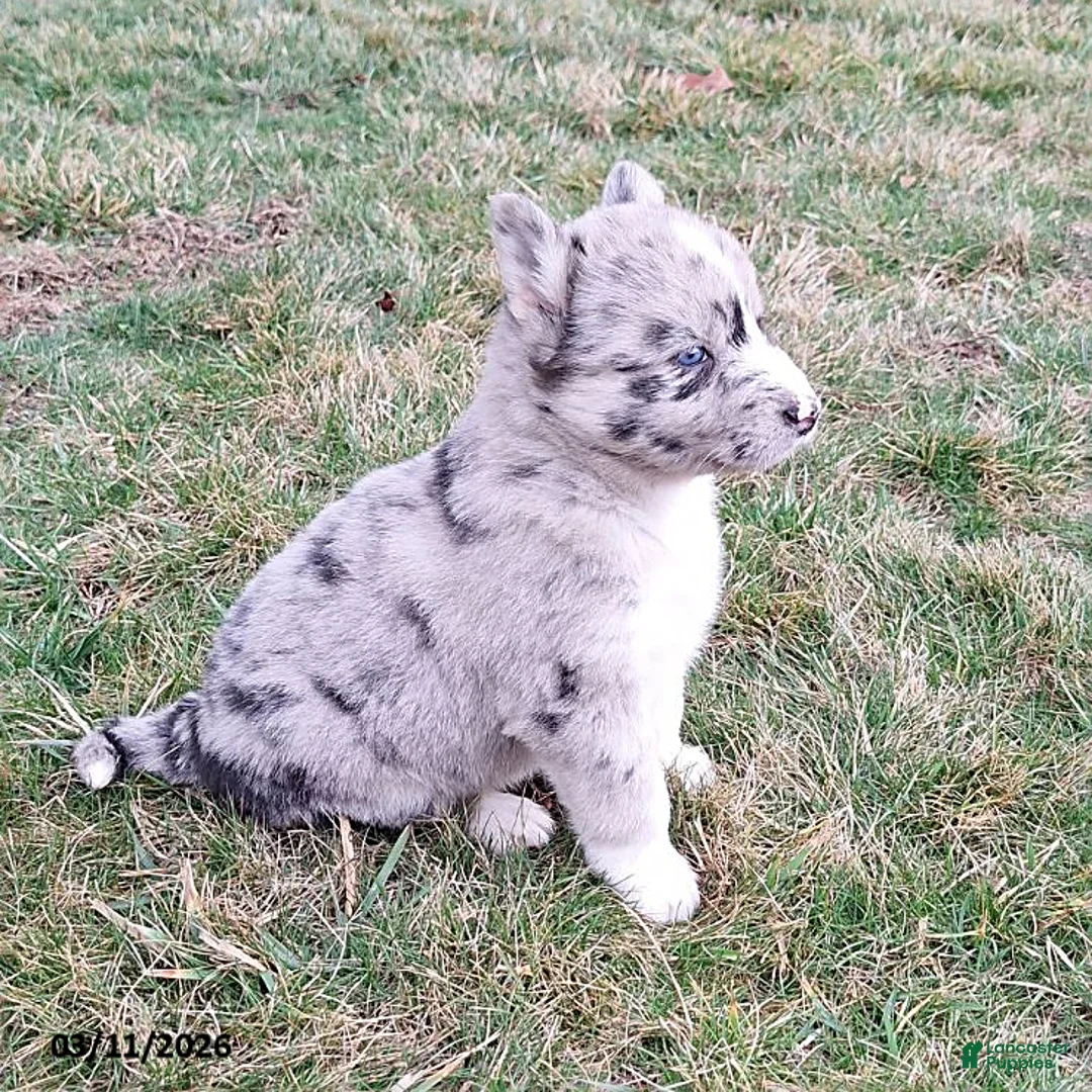 Gerberian Shepsky dogs for sale: Luna  - Ad 2
