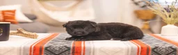 German Shepherd dogs for sale: Zoey - Ad 1