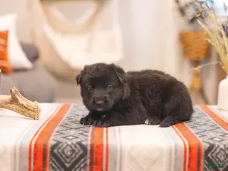 German Shepherd dogs Zoey - Ad 3