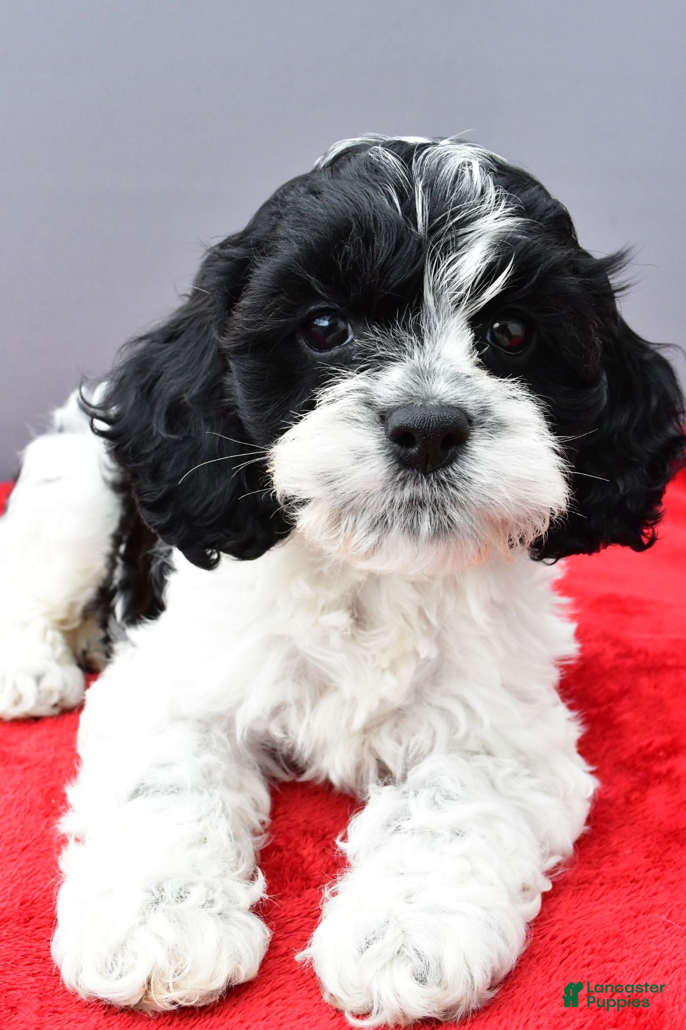 Cockapoo dogs Snoopy - Ad 1