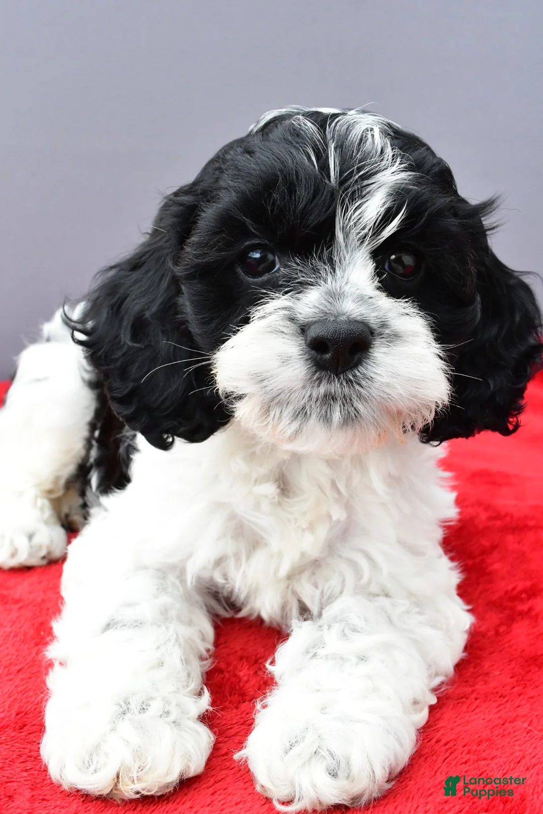 Cockapoo dogs for sale: Snoopy - Ad 1