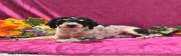 Maltipoo dogs for sale: Nora - Ad 7