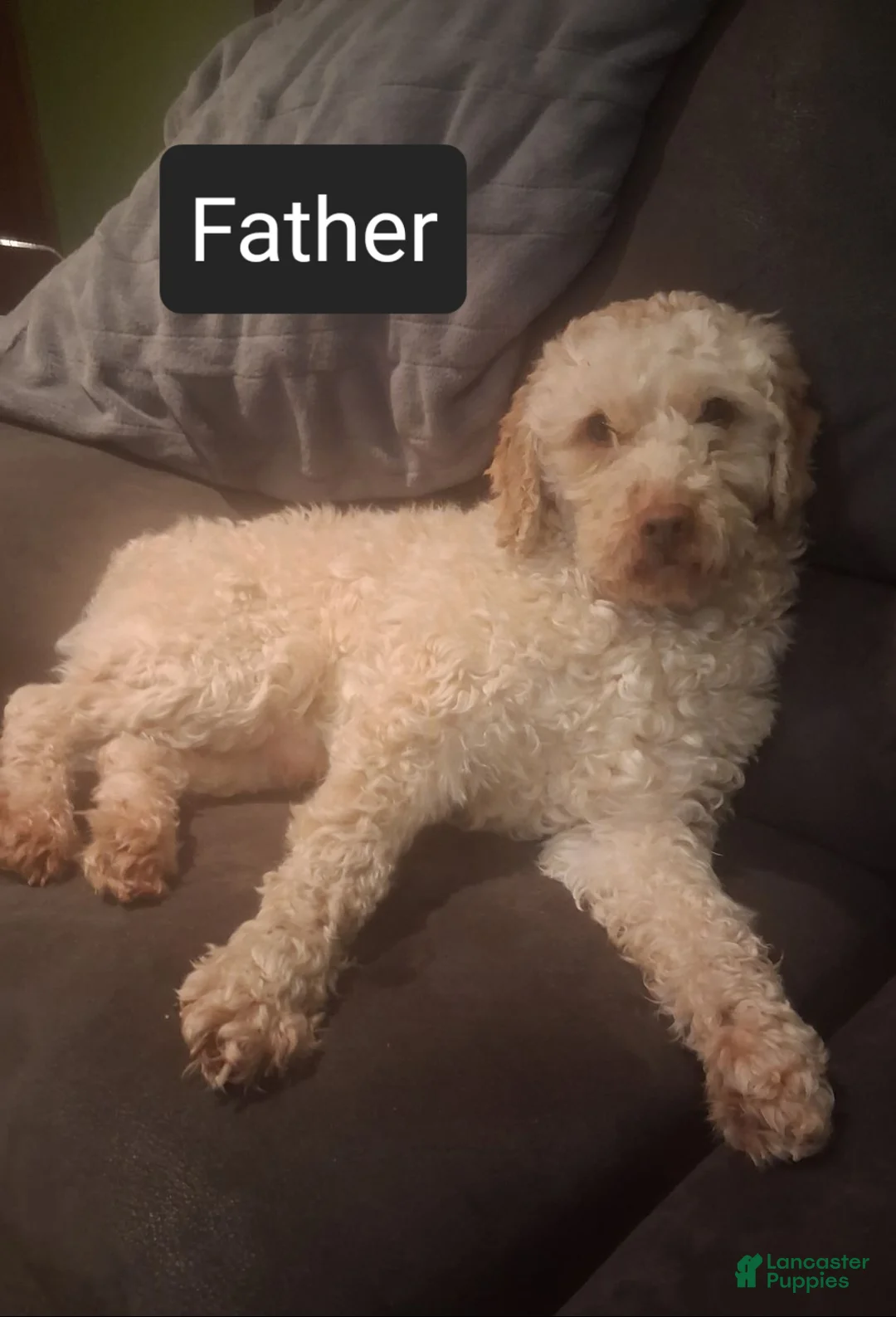 Cavapoo dogs for sale: Georgie - Ad 7