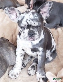 French Bulldog dogs Violet - Ad 2