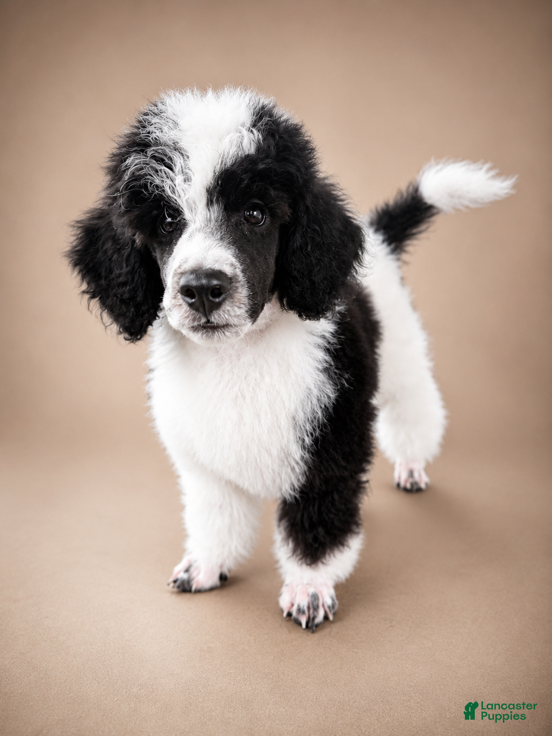 Miniature Poodle dogs Bodhi - Ad 1