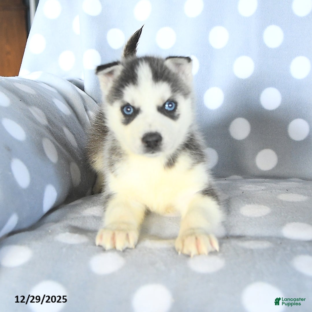 Siberian Husky dogs for sale: Radar - Ad 2