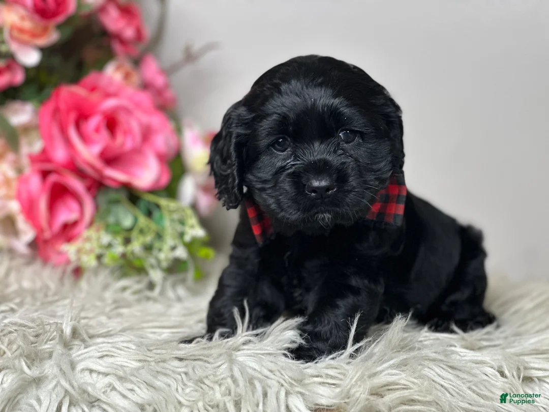 Cocker Spaniel dogs for sale: Jack - Ad 6