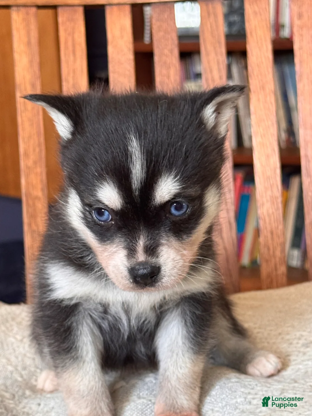 Alaskan Klee Kai dogs for sale: Alaskan Klee Kai Puppy 2 - Ad 1