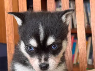 Alaskan Klee Kai dogs Alaskan Klee Kai Puppy 2 - Ad 4