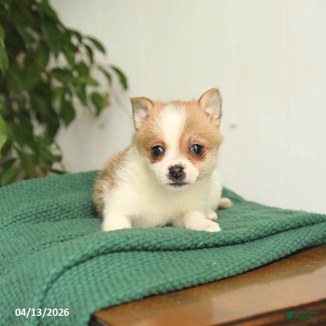 Mixed Breed dogs for sale: Beauty - Ad 3