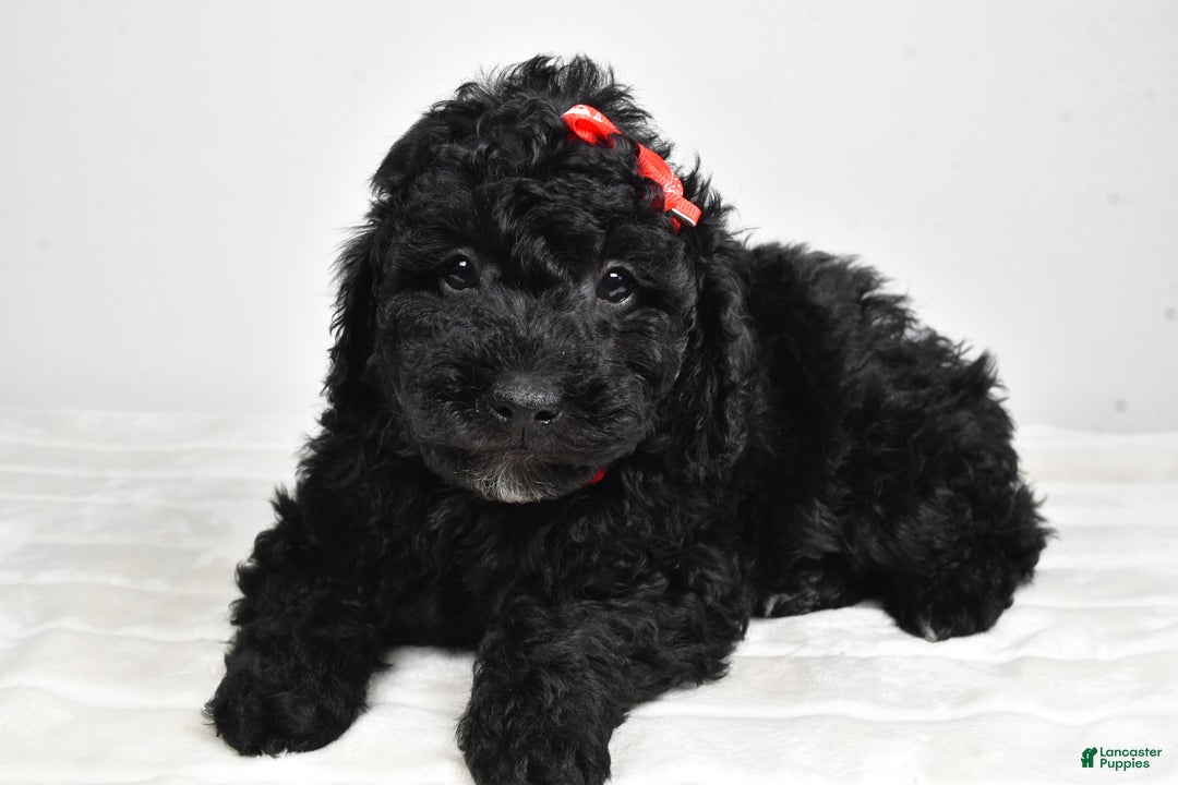 Mini Goldendoodle dogs for sale: Austin - Ad 4