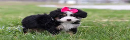 Mini Bernedoodle dogs for sale: Dua - Ad 5