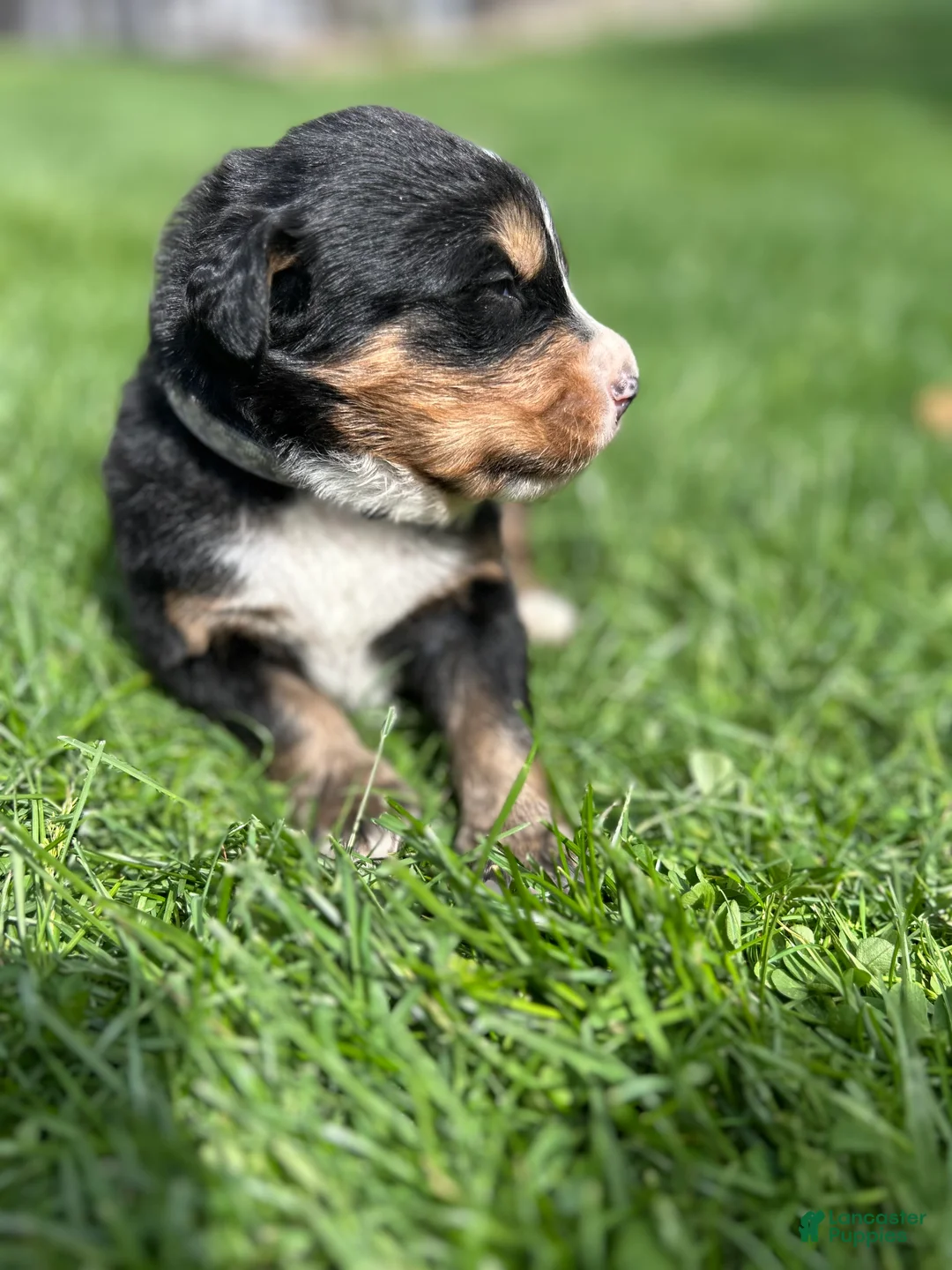 Bernese Mountain Dog dogs for sale: Bernese Mountain Dog Puppy 3 - Ad 2