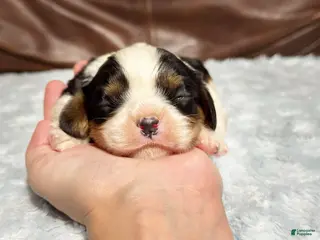 Cavalier King Charles Spaniel dogs Charlie - Ad 19