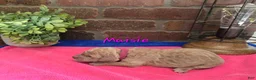 Goldendoodle dogs for sale: Mini Goldendoodle 10 - Ad 4