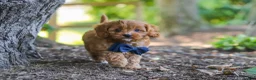 Cavapoo dogs for sale: Kobe - Ad 12