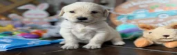 Labradoodle dogs for sale: Cannellini (Boy) - Ad 3